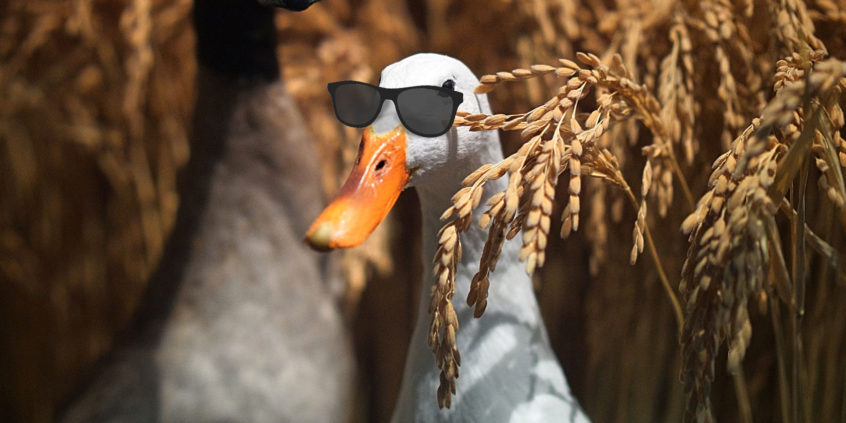 duckduckgo-protect-info